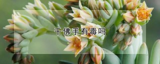 千佛手有毒吗,第1图