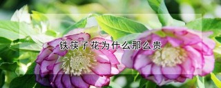 铁筷子花为什么那么贵,第1图