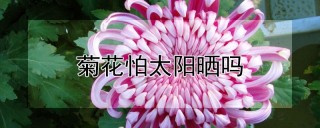 菊花怕太阳晒吗,第1图