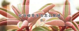 红背椒草多肉怎么繁殖,第1图