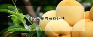 黄金蜜桃与黄桃区别,第1图