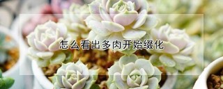 怎么看出多肉开始缀化,第1图