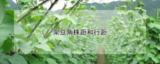 架豆角株距和行距,第1图