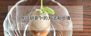 水培胡萝卜的方法和步骤,第1图