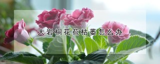 大岩桐花苞枯萎怎么办,第1图