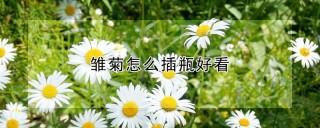 雏菊怎么插瓶好看,第1图