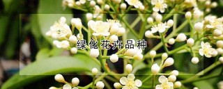 绿化花卉品种,第1图