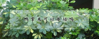 鸭掌木可以水培吗,第1图