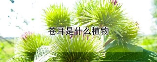 苍耳是什么植物,第1图