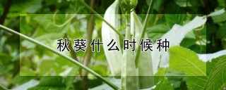 秋葵什么时候种,第1图