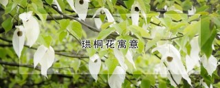 珙桐花寓意,第1图