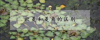 欧菱和菱角的区别,第1图