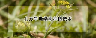 北方旱地柴胡种植技术,第1图