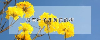 没有叶子开黄花的树,第1图