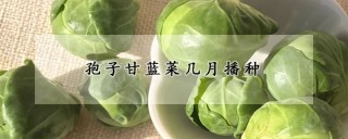 孢子甘蓝菜几月播种,第1图