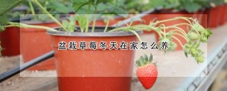 盆栽草莓冬天在家怎么养,第1图