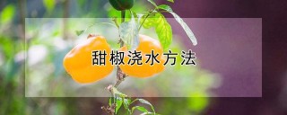 甜椒浇水方法,第1图