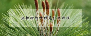 油松树的叶形是什么形状,第1图