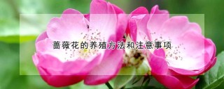 蔷薇花的养殖方法和注意事项,第1图