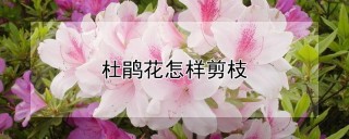 杜鹃花怎样剪枝,第1图