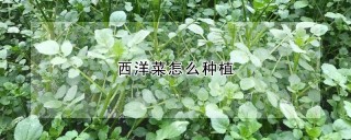 西洋菜怎么种植,第1图