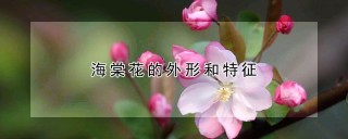 海棠花的外形和特征,第1图