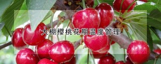 大棚樱桃花期温度管理,第1图