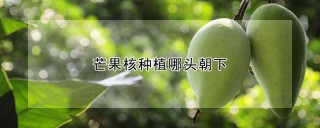 芒果核种植哪头朝下,第1图