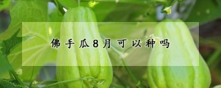 佛手瓜8月可以种吗,第1图