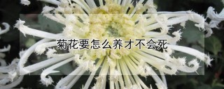 菊花要怎么养才不会死,第1图