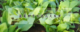 菠菜种子不泡几天发芽,第1图