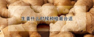 生姜什么时候种植最合适,第1图