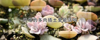 无根的多肉插土里能活吗,第1图