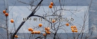 柿子树挂不住果怎么办,第1图