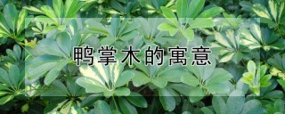 鸭掌木的寓意,第1图