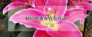 粉红色香水百合花语,第1图