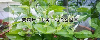 茉莉叶子发黄干枯怎么回事,第1图