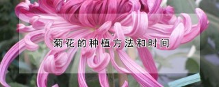 菊花的种植方法和时间,第1图