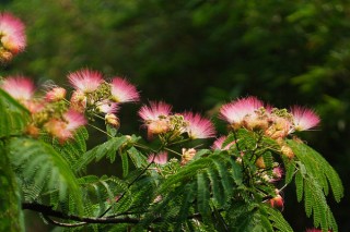 榕花树的花有什么作用,第3图