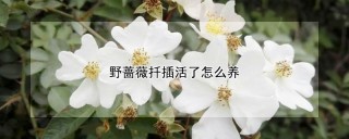 野蔷薇扦插活了怎么养,第1图