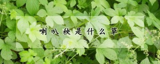 喇叭秧是什么草,第1图