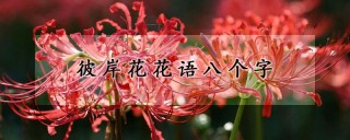 彼岸花花语八个字,第1图