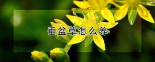 垂盆草怎么养,第1图