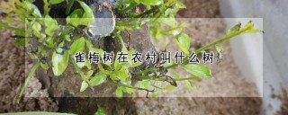 雀梅树在农村叫什么树,第1图