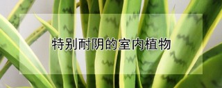 特别耐阴的室内植物,第1图