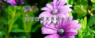 蓝目菊夏天养殖方法,第1图