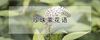 珍珠莱花语,第1图