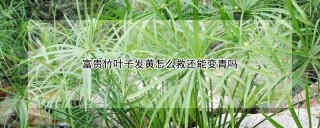 富贵竹叶子发黄怎么救还能变青吗,第1图