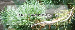 松梅竹三种植物被称为什么,第1图