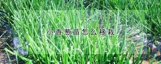 小香葱苗怎么移栽,第1图